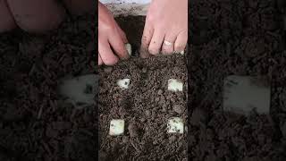 Great Tips For Home Garden Farmers /Agriculture Farming / ගෙවතු වගාව #homegarden #tips #farming