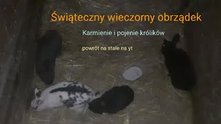 Świąteczny wieczorny obrządek😁 karmienie i pojenie królików🐇 powrót na stałe💪