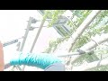 위험목제거 🌲 은행나무 dangerous tree removal makita top handle chainsaw 아보리스트 나무제거 고공벌목