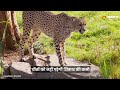 kuno cheetahs चीतों के शिकार के लिए kuno national park में 18 हजार जानवर । mission cheetah