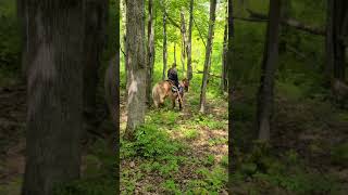 haflinger gelding trail riding