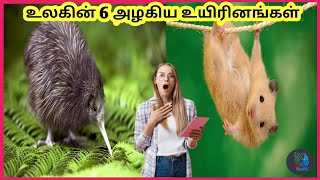 உலகின் 6 அழகிய உயிரினங்கள்/தமிழில்/6 most beautiful creatures in the world in tamil/find mystery