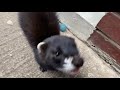 full eu polecat kit attacks camera