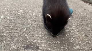 Full EU Polecat Kit Attacks Camera