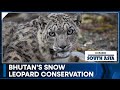 40% increase in snow leopard population in Bhutan | Inside South Asia