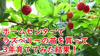 ラズベリーの苗をホームセンターで買って、3年育ててみた結果！【栽培・育て方・成長記録】