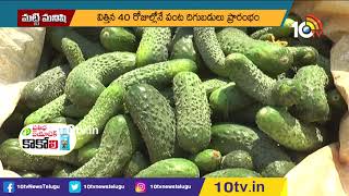 గెర్కిన్స్ సాగు..  లక్షల్లో ఆదాయం | Profits in Gherkin Cultivation | 10TV news