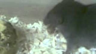 The Asian house shrew (Suncus murinus) Grey musk shrew, or the Asian musk shrew