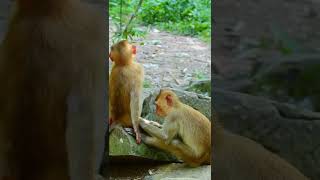 The best funny monkey videos, Monkey videos Ep 936