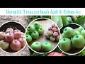 Memetik 3 macam buah Apel di Kebun-ku ||