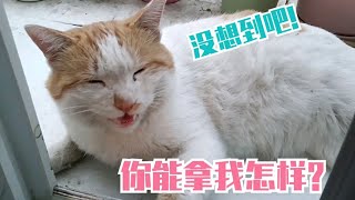 假装流浪猫，到处骗吃骗喝的散养猫这个橘圈的猫都成精了【淋雨的蝎子】