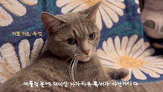 지상 최강의 미묘, 미호