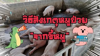 วิธีสังเกตดูหมูป่วย...จากขี้#ธนสารฟาร์ม #คนเลี้ยงหมู #เรื่องหมูๆ #pig #ธนสารการเกษตร #animal