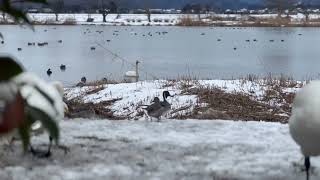 新潟県　阿賀野市　瓢湖　白鳥公園