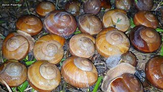 Snails And Bugs With A Giant Toad In The Garden | Pop Snails ANd Toad | Sann Pisetha