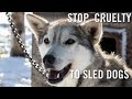 Commercialized Cruelty to Sled Dogs