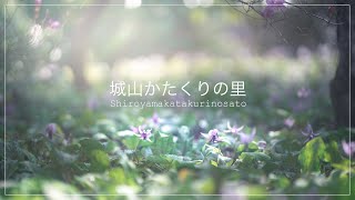 城山かたくりの里　かたくりの花と春の花々2021/花日和