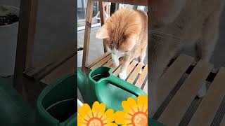 今朝の茶太散歩🐈️おはようございます！ジョーロのお水をちょんちょん！良い１週間になりますように✨️