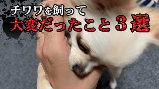 チワワを飼って大変だったこと３選【一人暮らし社会人】