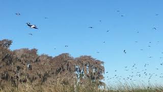 A Flight of Tree Swallows on Little Lake Santa Fe 2020