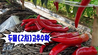 고추재배 🌶고추 50주 고추수확 실적 ➡️첫물25kg▶️ 두물(2차)30kg 입니다