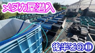 【めだか】メダカ屋さんの裏側に潜入！養魚場を見せて貰いました。Ｂ型おやじ