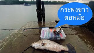 ตกปลากะพงขาว Asian Seabass ตอหมอท่าเรือTrangKhe Fishing EP.23