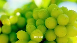 吐鲁番葡萄很有名，让我们看一看葡萄采摘过程 #Turpan #Grape #raisin