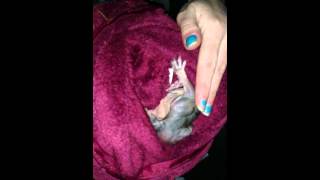 Possum Rescue; 6th July 2013