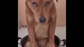 pachtaoge funny dogs reaction