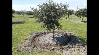 Truffle spores reseeding techniques for #truffle #trees - March 2023