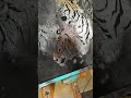 虎の絵 アクリル 絵画 art acrylicpainting animal tigers