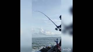 പല്ലിക്കോര പിടുത്തം, ചേറ്റുവ തൃശ്ശൂർ , Jew fish | kerala sea fishing | Something Fishy