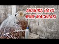 proses kopi arabika gayo wine macerasi 30 hari fermenrasi #kopigayo