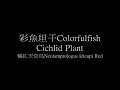 橘紅天堂鳥neolamprologus leleupi red 0001