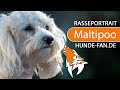 ► Maltipoo [2023] Rasse, Geschichte, Aussehen, Charakter, Erziehung, Haltung & Krankheiten