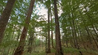 Multimedijsko doživetje Pragozda Krokar // VR Primeval Forest Krokar