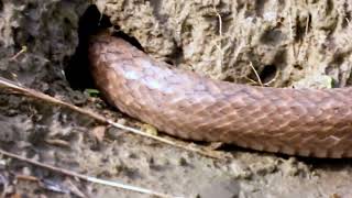 Wagtail and snake