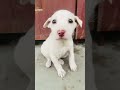 cute puppy 🥰🥰 #adil #minivlog #vlog #adilvlog 07 #shortvideo #food #adilofficial #funny