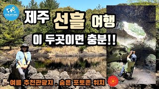 제주 동쪽 걷기 좋은 숲길/의자동굴 포토존 위치안내/선흘곶 동백동산/제주 람사르습지/Jeju Forest