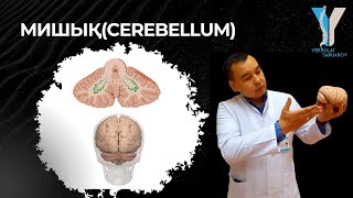 Мишық (Cerebellum) - практикалық бөлім