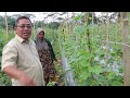 Panen Mentimun Yayasan Pandu Wakaf Indonesia