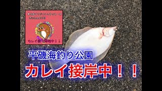 【平磯】カレイゲットの瞬間！fishingmax垂水店2019/03/17