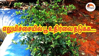 எலுமிச்சை மரம் அதிக காய் பிடிக்க இதை பண்ணுங்க | Elumichai | Lemon Tree | Tamil Village 360 | Youtube