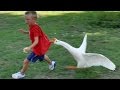 Download Animals never fail to make us laugh - Super funny animal compilation In Mp4 3Gp Full HD Video