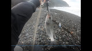 ヒラセイゴ＆マルセイゴ sea bass fishing in rough water in winter.