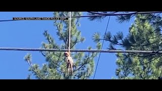 Black doll found hanging from power lines in CA