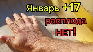 Январь +17 расплода нет!