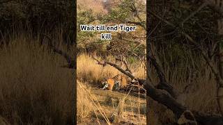 Tiger kill sambar #reels #ranthamborenationalpark #wildlife #tiger #automobile #ranthambhore#reels