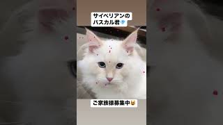 抱っこができる#サイベリアン の#子猫 😻世界チャンピオン血統のパスカル君🤴珍しいカラーのカメオ・クリーム(レッド・シルバー)❣️色白で肉球\u0026お耳はピンク色🩷美しい男の子😻#ペットショップ